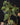 Philodendron Micans
