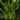 Philodendron 'Mini Midget'