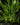 Philodendron 'Mini Midget'
