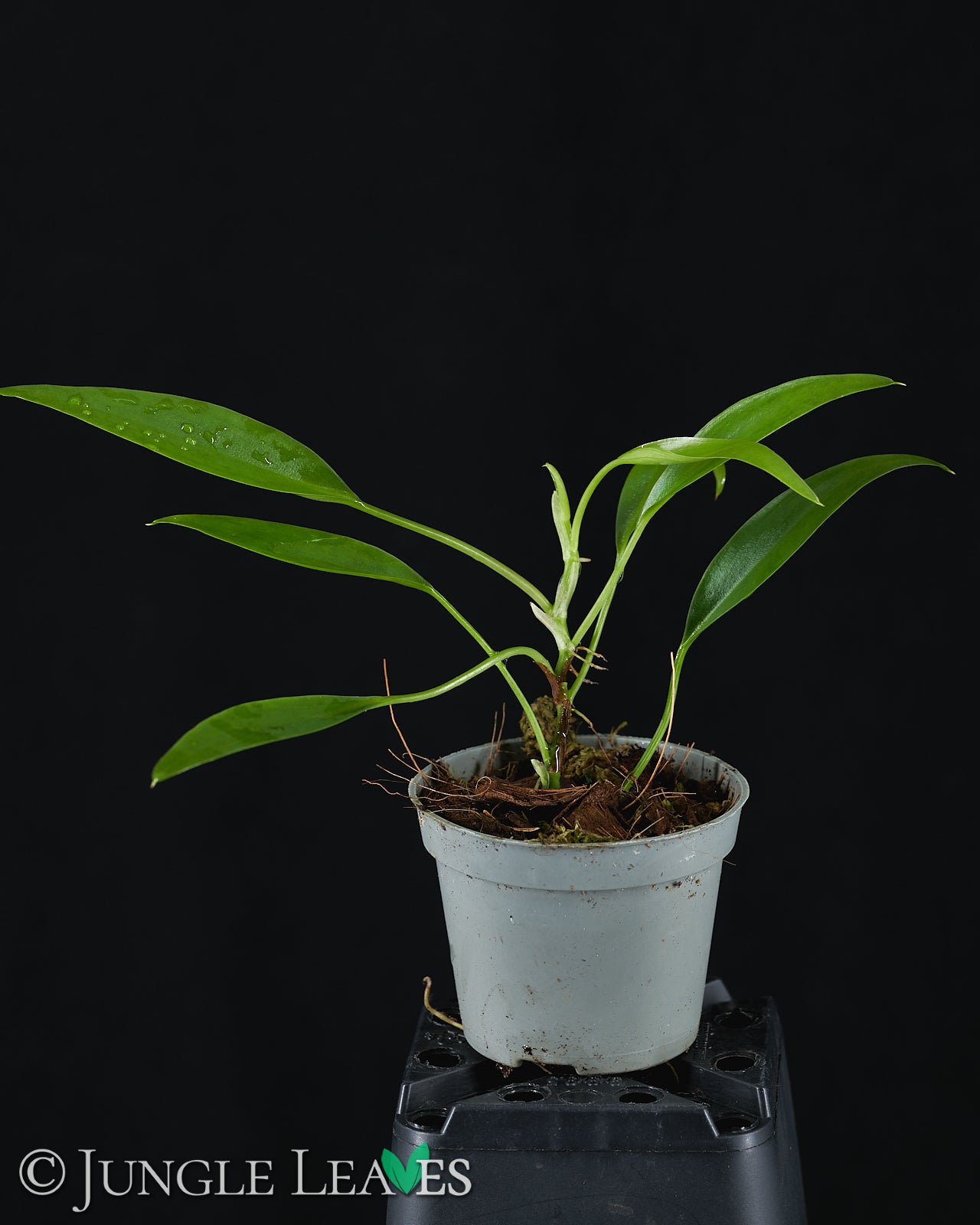 Philodendron sp. 'Mini Midget' – Jungle Leaves