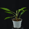 Philodendron 'Mini Midget'