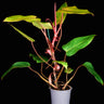 Philodendron 'Painted Lady'