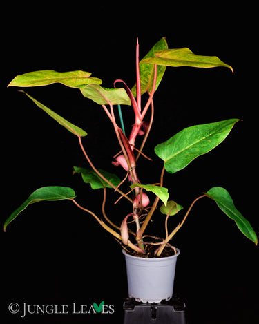 Philodendron 'Painted Lady'