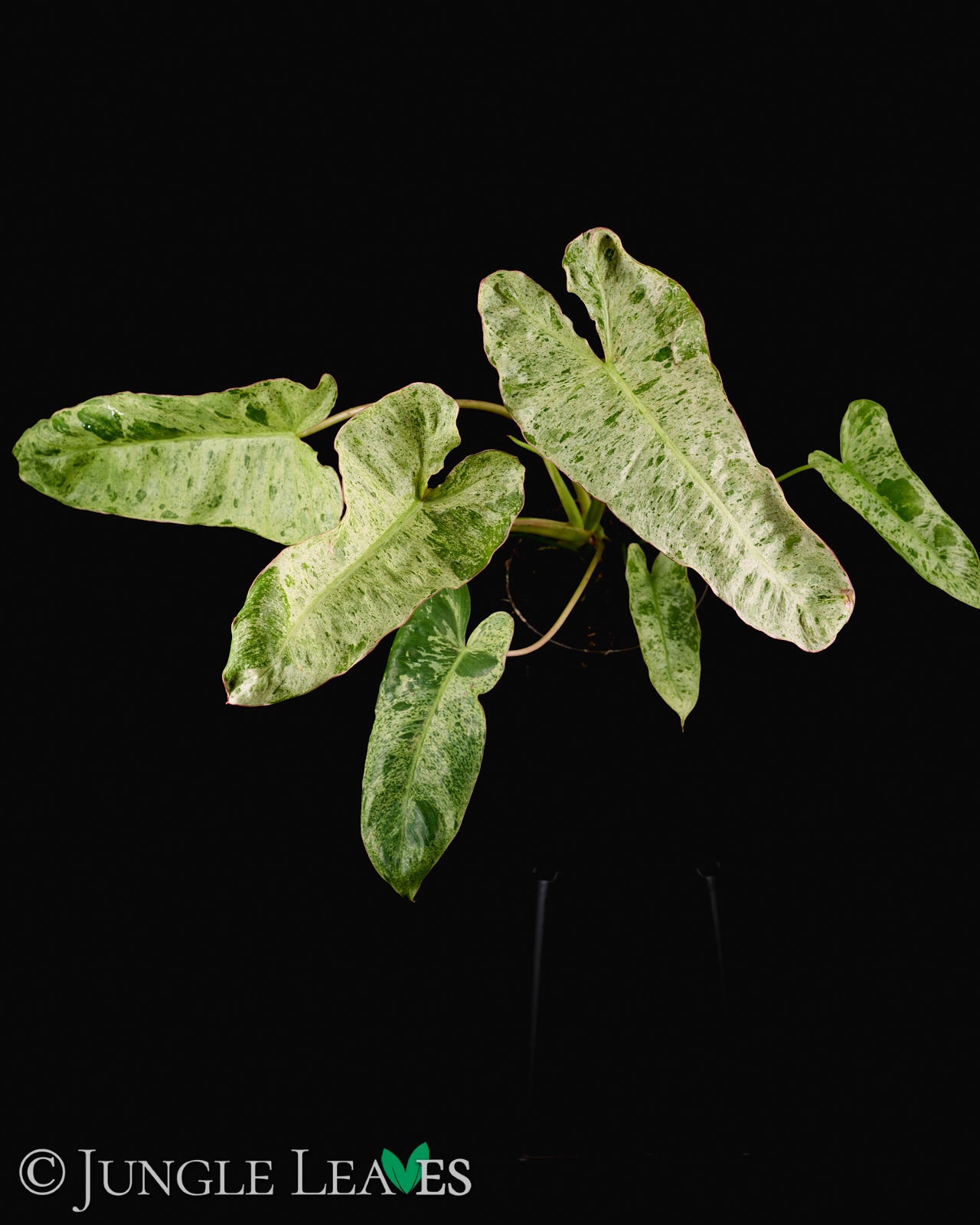 Philodendron 'Paraiso Verde'  Jungle Leaves
