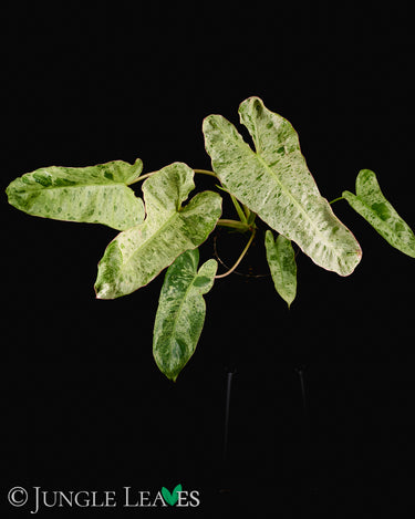 Philodendron 'Paraiso Verde'