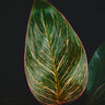 Philodendron Pink Bikini