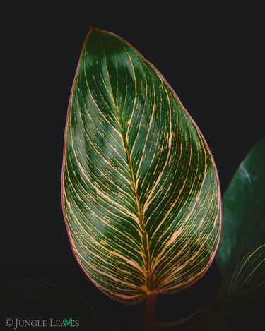 Philodendron Pink Bikini