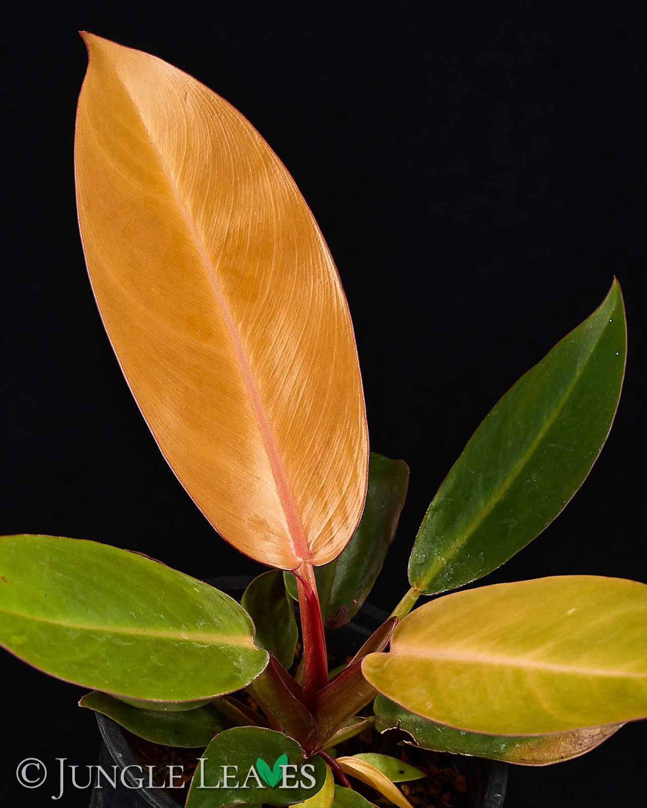 Philodendron 'Prince of Orange' from €9.99