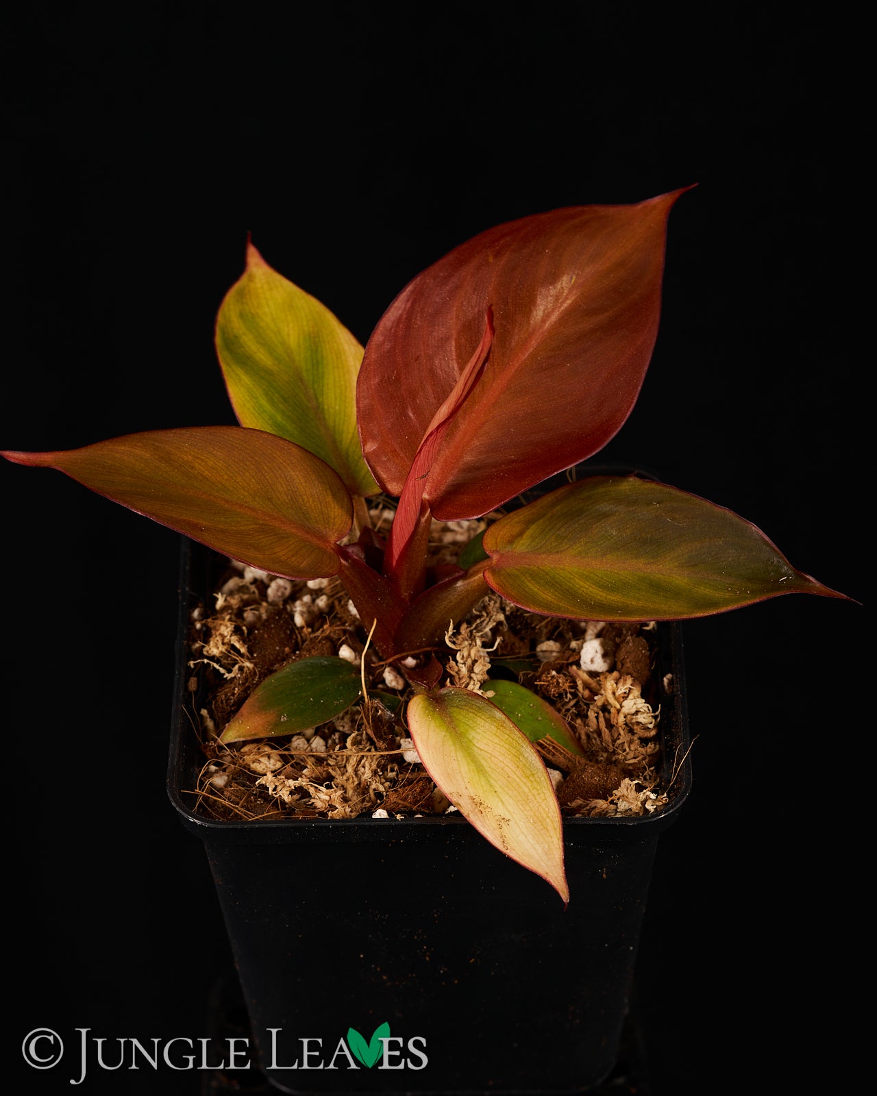 philodendron new red pflege Philodendron 'Red Sun' – Jungle Leaves