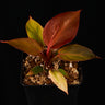 Philodendron 'Red Sun'