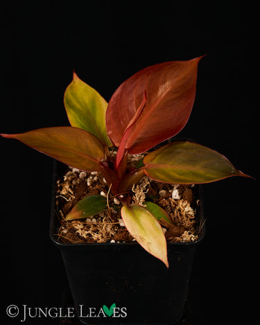 Philodendron 'Red Sun'
