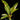 Philodendron 'Ring of Fire'