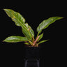 Philodendron 'Ring of Fire'