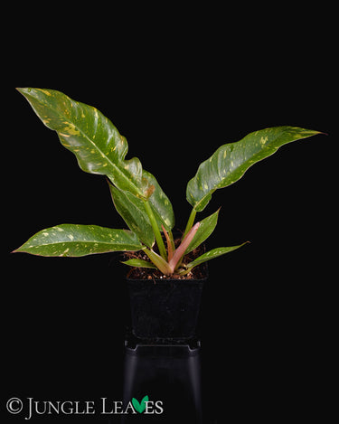 Philodendron 'Ring of Fire'