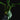 Philodendron × Joepii