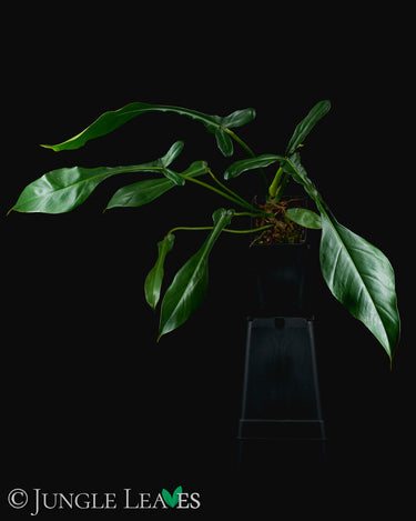 Philodendron × Joepii