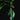 Philodendron × Joepii