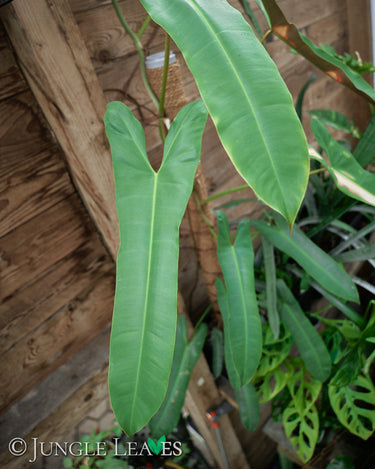 Philodendron atabapoense