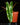 Philodendron billietiae