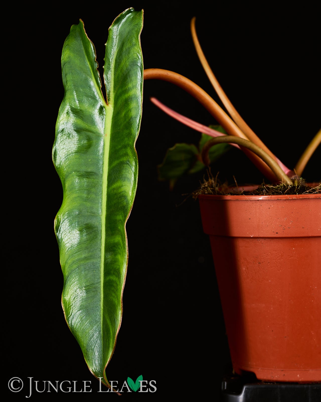 Philodendron billietiae – Jungle Leaves