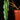 Philodendron billietiae