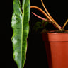 Philodendron billietiae