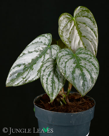 Philodendron brandtianum