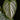 Philodendron brandtianum