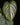 Philodendron brandtianum