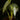 Philodendron brandtianum