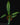Philodendron campii