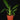 Philodendron campii