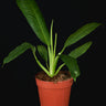 Philodendron campii