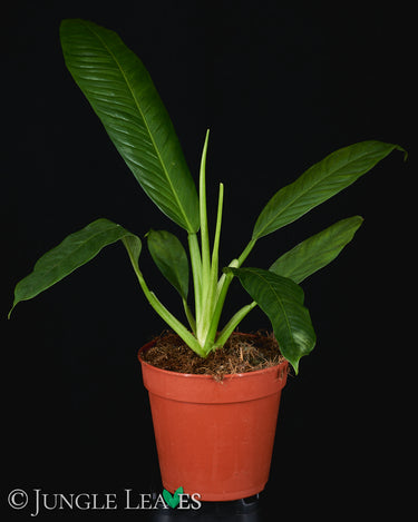 Philodendron campii