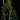 Philodendron gigas