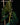 Philodendron gigas