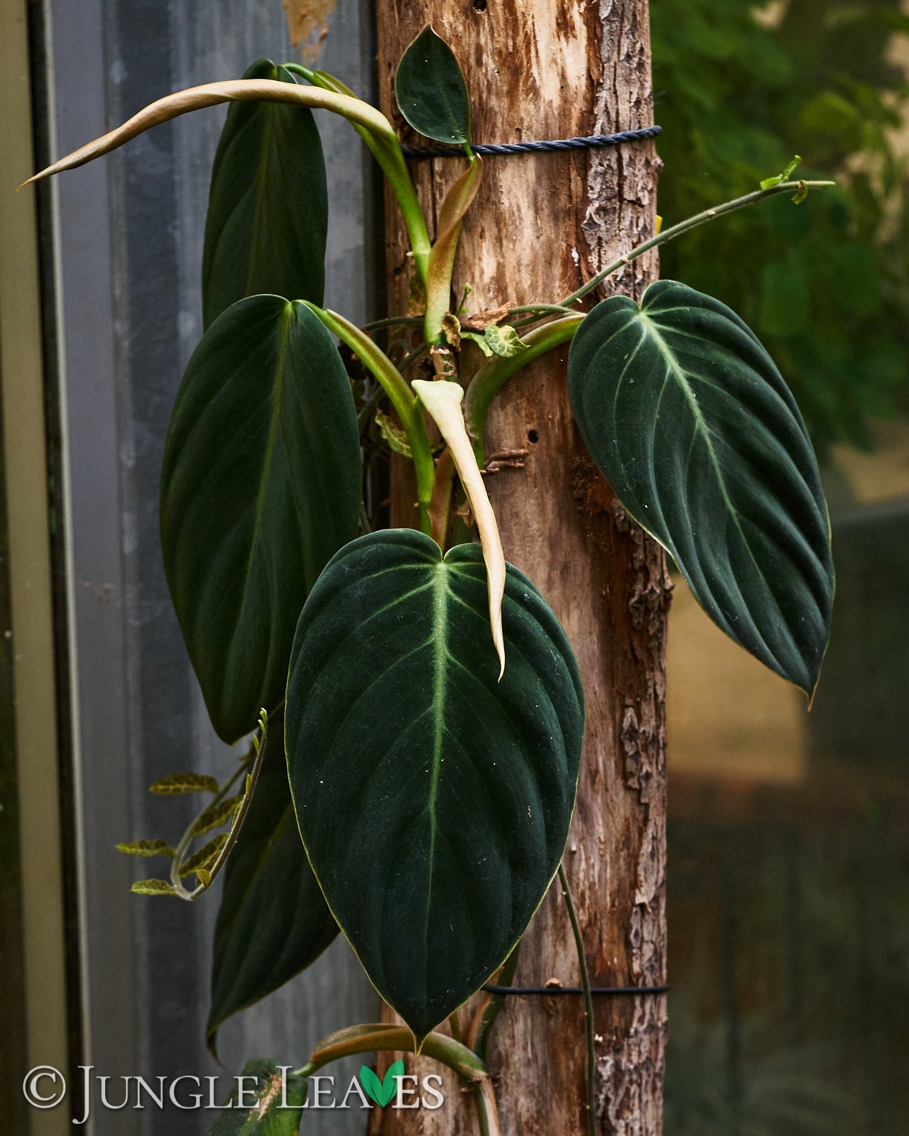 Philodendron gigas – Jungle Leaves
