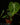 Philodendron gloriosum