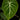 Philodendron gloriosum