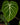Philodendron gloriosum