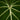 Philodendron gloriosum