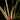 Philodendron gloriosum