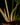 Philodendron gloriosum