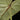 Philodendron gloriosum