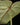 Philodendron gloriosum