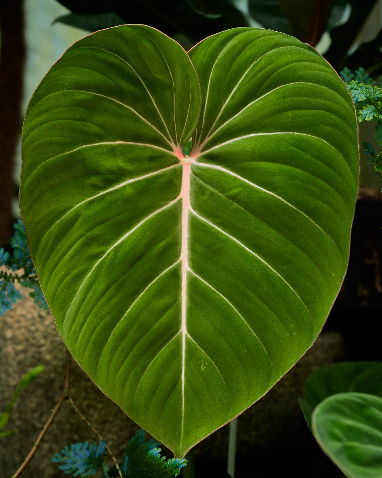 Philodendron gloriosum – Jungle Leaves