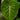 Philodendron gloriosum