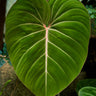 Philodendron gloriosum