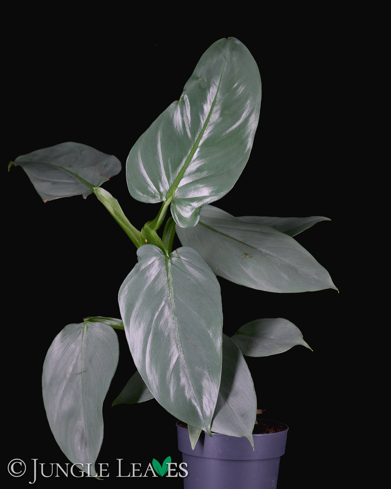Philodendron hastatum 'Silver Sword' – Jungle Leaves