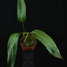 Philodendron heterocraspedon
